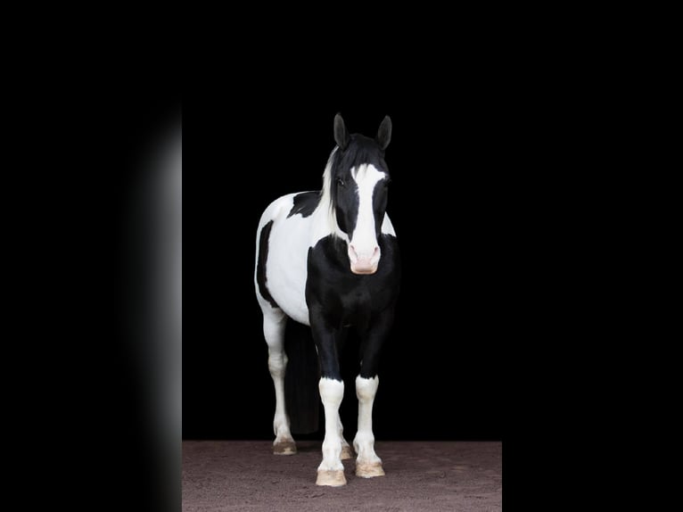 Draft Horse Gelding 14 years 15 hh Tobiano-all-colors in Everett PA