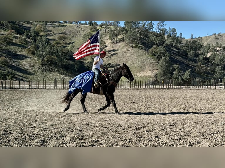 Draft Horse Gelding 14 years 15,1 hh Roan-Blue in Paicines CA