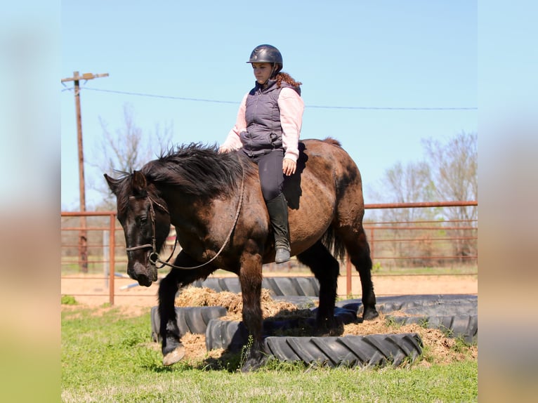 Draft Horse Mix Gelding 14 years 15,3 hh Black in Athens
