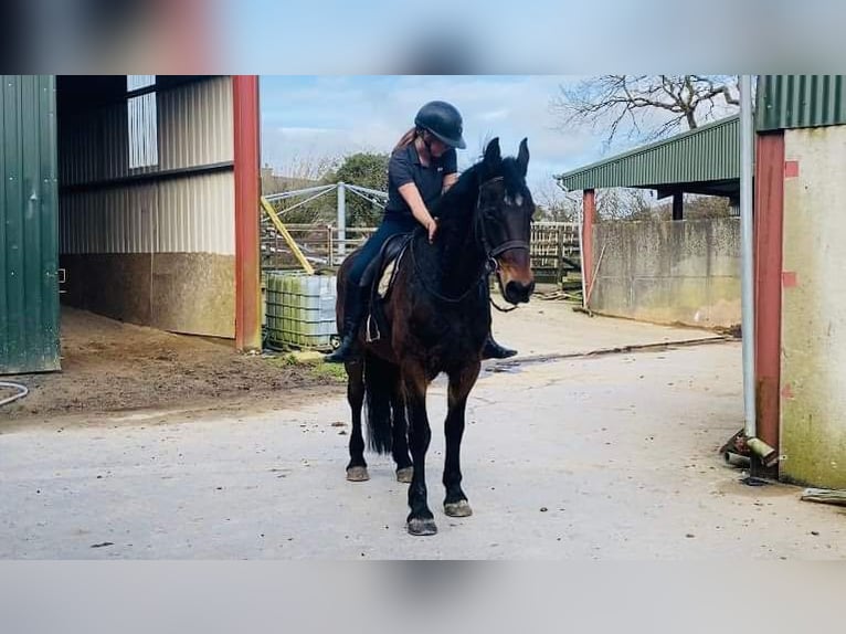 Draft Horse Gelding 14 years 16,1 hh Bay-Dark in Sligo