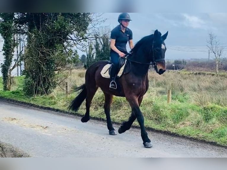 Draft Horse Gelding 14 years 16,1 hh Bay-Dark in Sligo