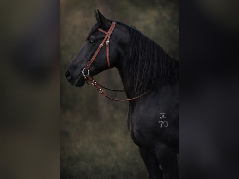 Draft Horse Gelding 14 years 16.2 hh Black in Land O Lakes
