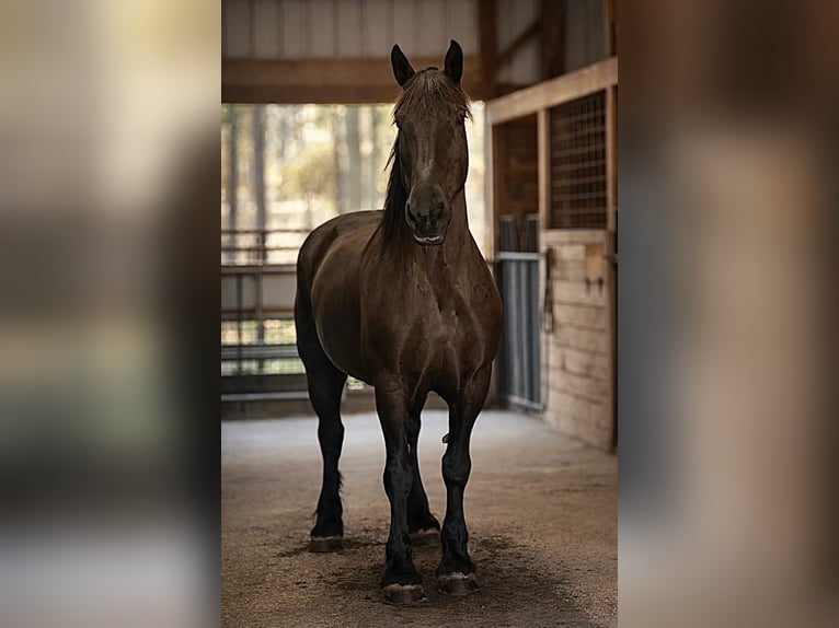 Draft Horse Gelding 14 years 16.2 hh Black in Land O Lakes