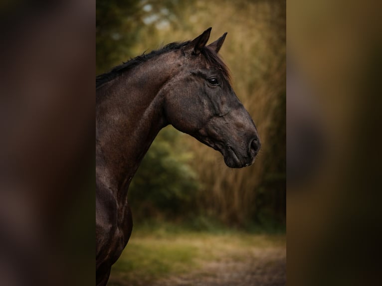 Draft Horse Gelding 14 years 16.2 hh Black in Land O Lakes
