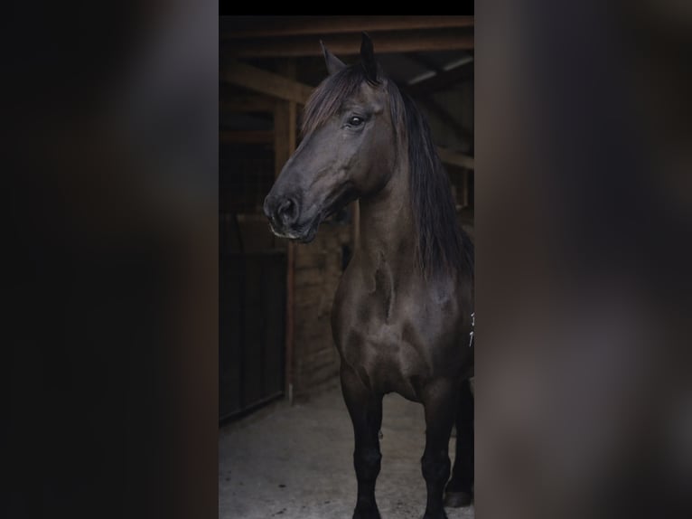 Draft Horse Gelding 14 years 16.2 hh Black in Land O Lakes