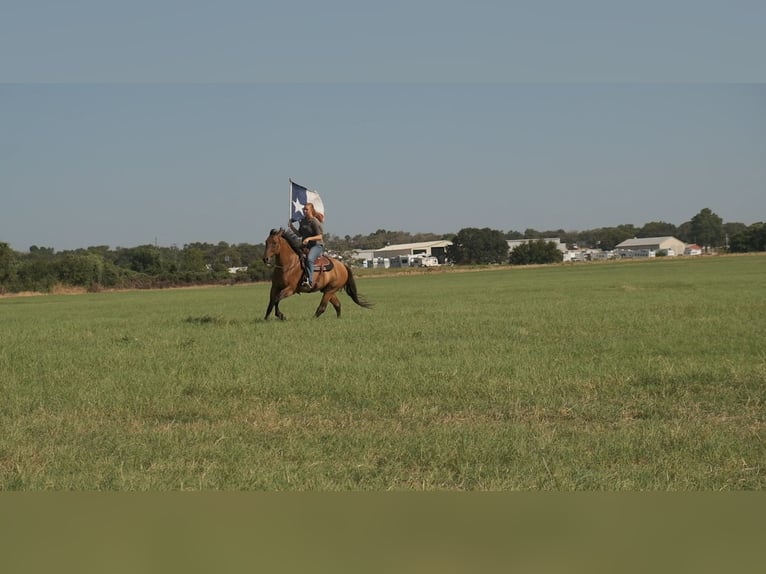 Draft Horse Mix Gelding 14 years 16 hh Dun in Dublin