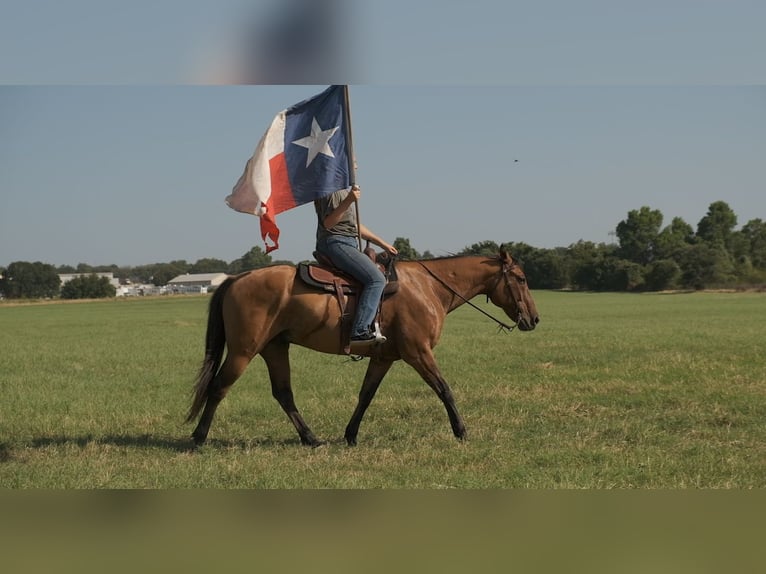 Draft Horse Mix Gelding 14 years 16 hh Dun in Dublin