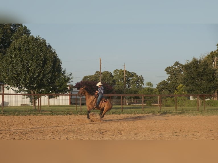 Draft Horse Mix Gelding 14 years 16 hh Dun in Dublin