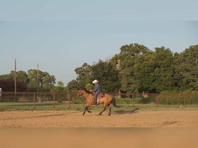 Draft Horse Mix Gelding 14 years 16 hh Dun in Dublin