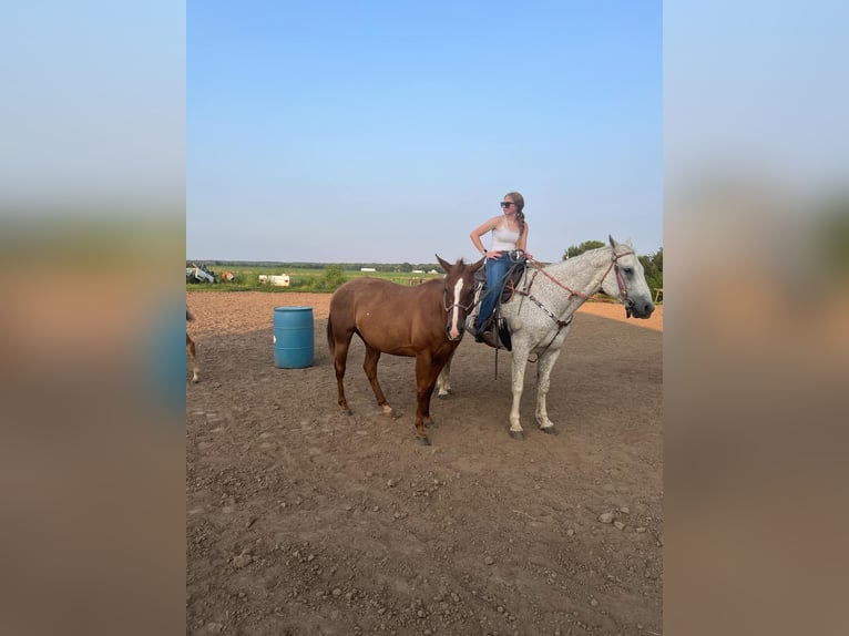 Draft Horse Mix Gelding 14 years 16 hh Gray-Fleabitten in Windsor