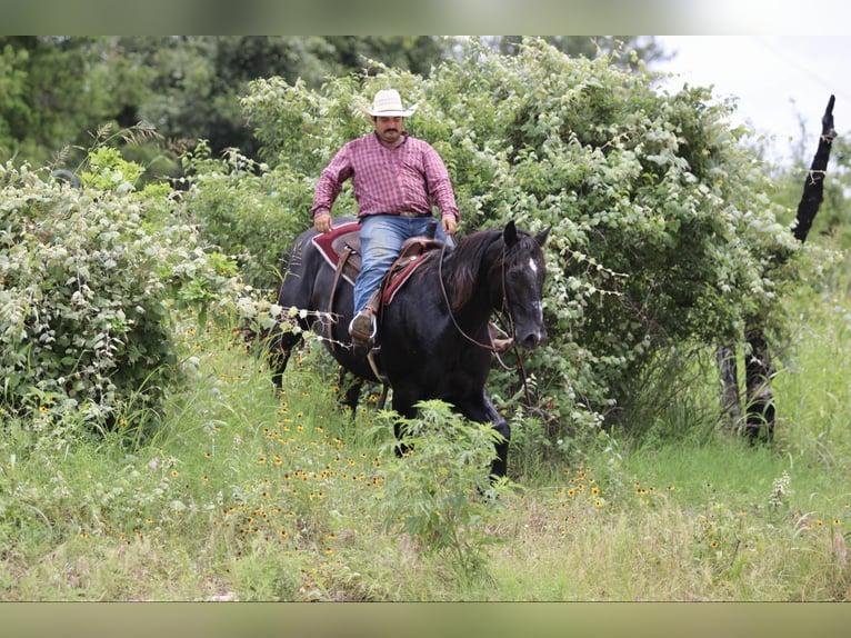 Draft Horse Gelding 14 years 16,2 hh Black in STEPHENVILLE, TX