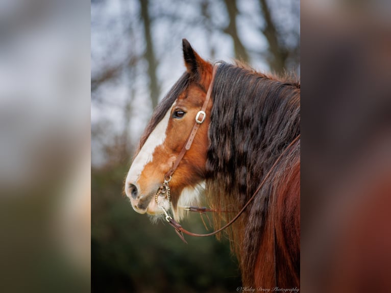 Draft Horse Gelding 14 years 17,1 hh Roan-Bay in Auburn KY