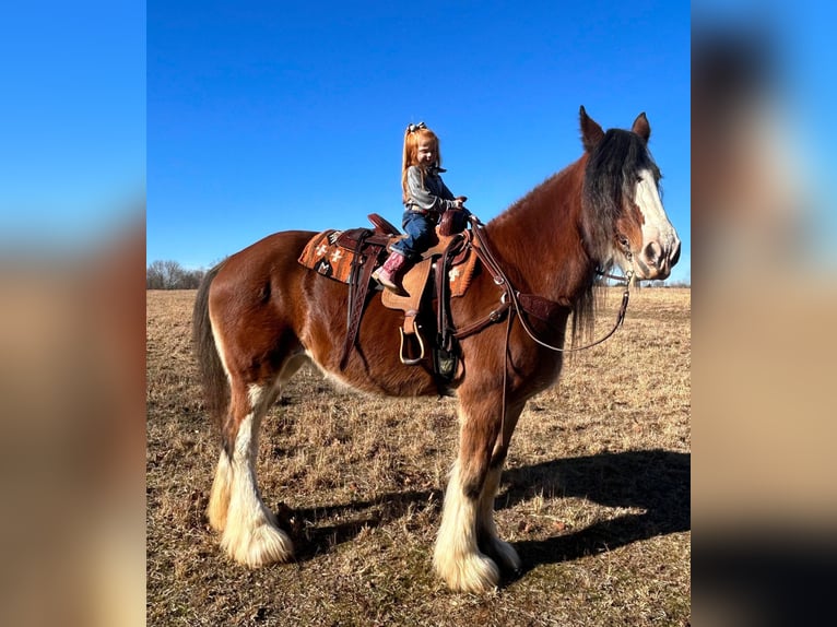 Draft Horse Gelding 14 years 17,1 hh Roan-Bay in Auburn KY