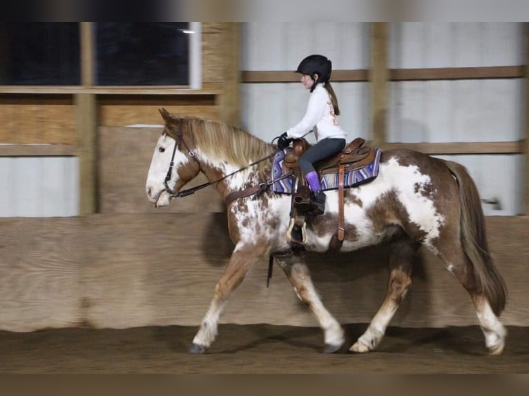 Draft Horse Gelding 14 years Overo-all-colors in Highland MI