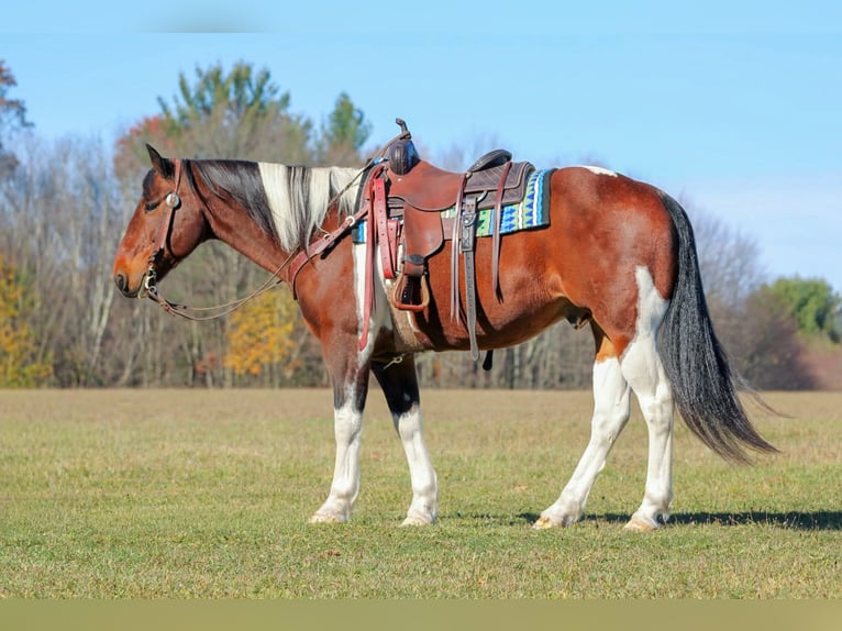 Draft Horse Mix Gelding 14 years Pinto in Clarion
