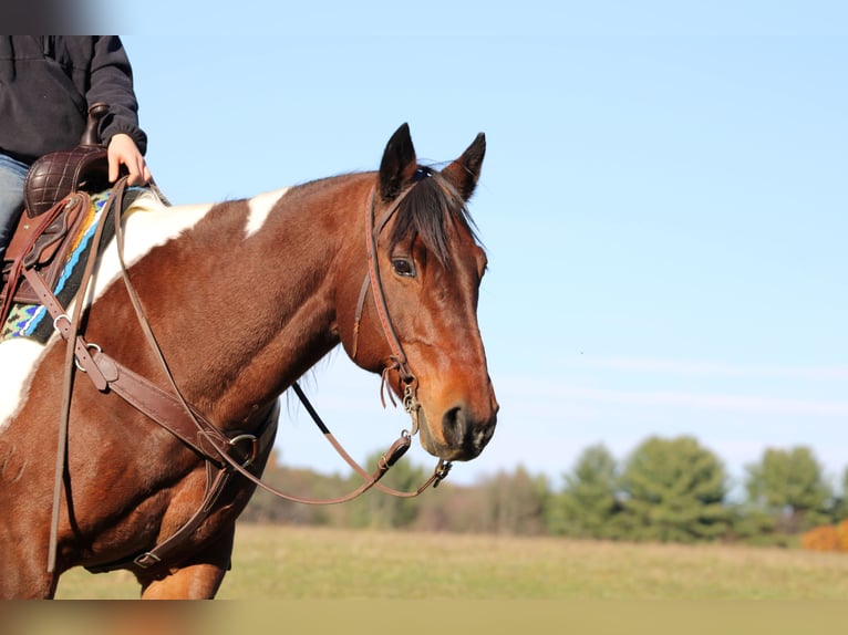 Draft Horse Mix Gelding 14 years Pinto in Clarion