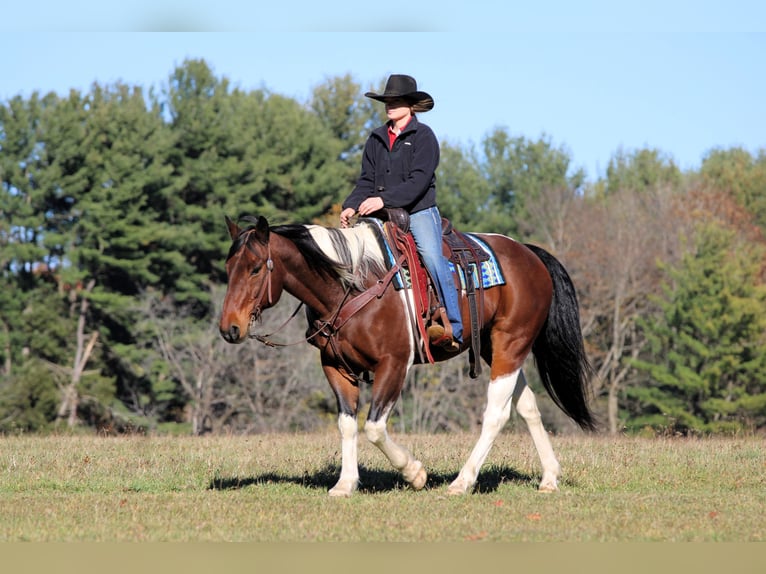Draft Horse Mix Gelding 14 years Pinto in Clarion