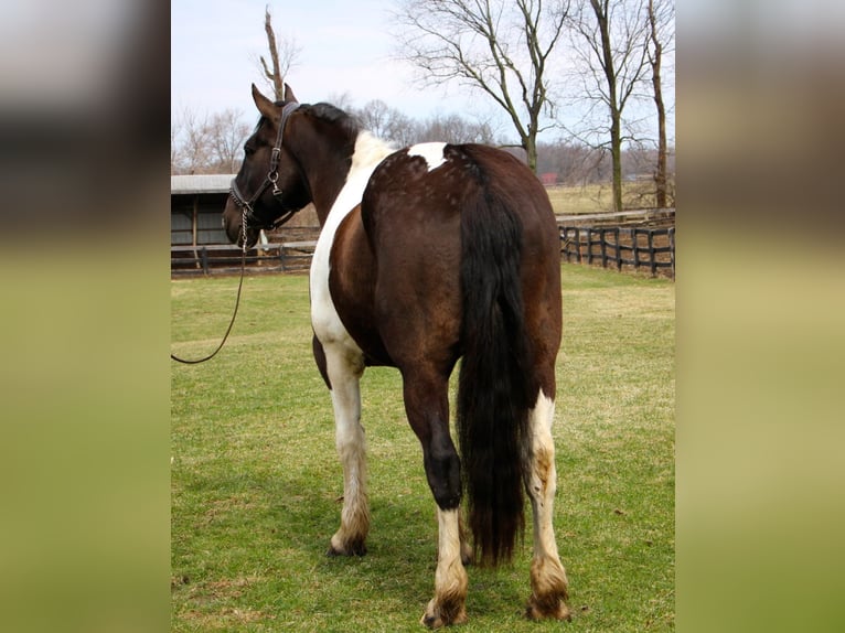 Draft Horse Gelding 14 years Tobiano-all-colors in Highland, MI
