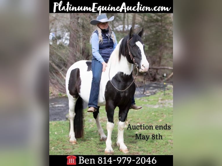 Draft Horse Gelding 15 years 15 hh Tobiano-all-colors in Everett PA