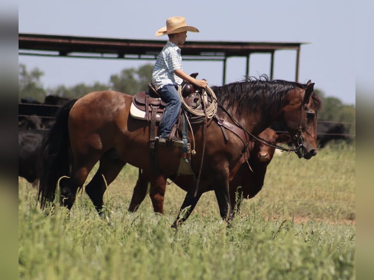 Draft Horse Mix Gelding 15 years 15,3 hh Bay in Stephenville, TX