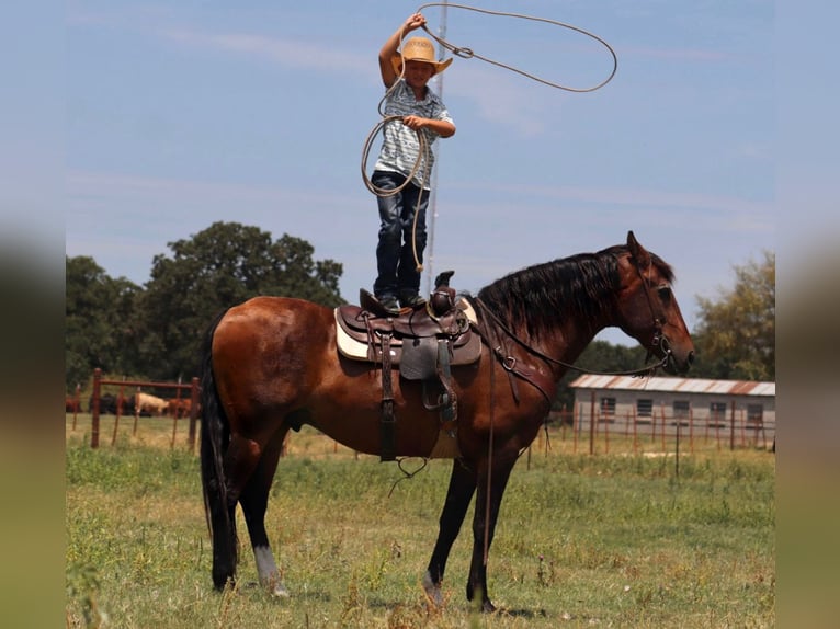 Draft Horse Mix Gelding 15 years 15,3 hh Bay in Stephenville, TX