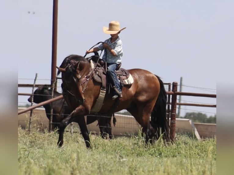 Draft Horse Mix Gelding 15 years 15,3 hh Bay in Stephenville, TX
