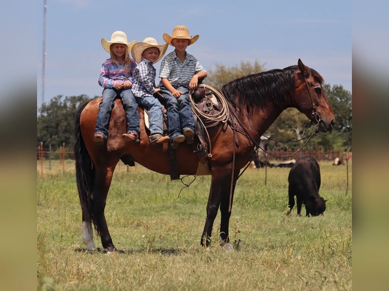 Draft Horse Mix Gelding 15 years 15,3 hh Bay in Stephenville, TX