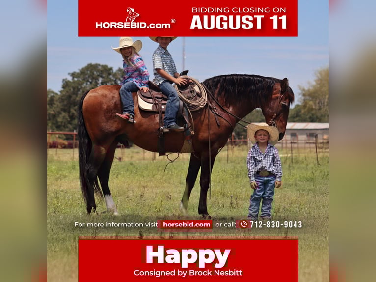 Draft Horse Mix Gelding 15 years 15,3 hh Bay in Stephenville, TX