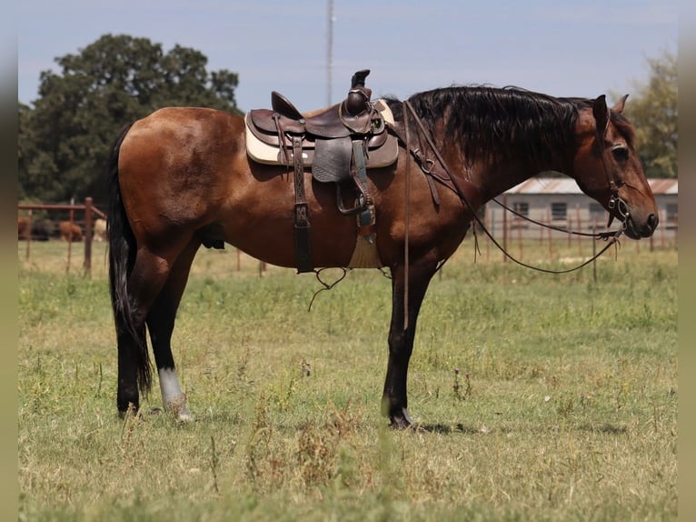Draft Horse Mix Gelding 15 years 15,3 hh Bay in Stephenville, TX