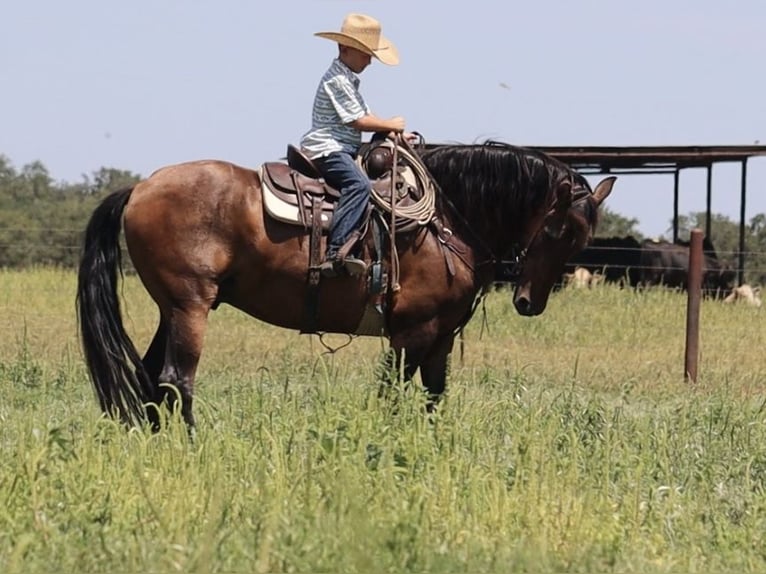 Draft Horse Mix Gelding 15 years 15,3 hh Bay in Stephenville, TX