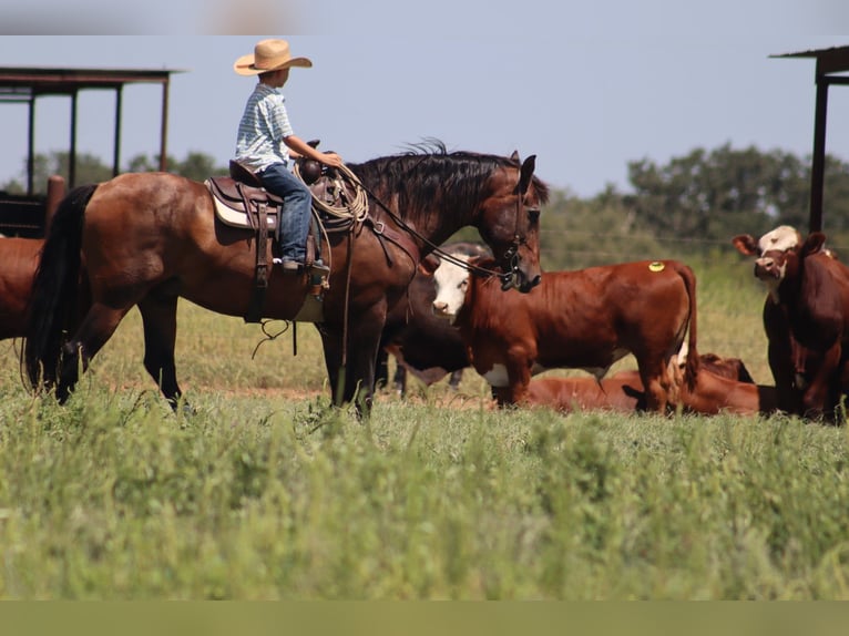 Draft Horse Mix Gelding 15 years 15,3 hh Bay in Stephenville, TX
