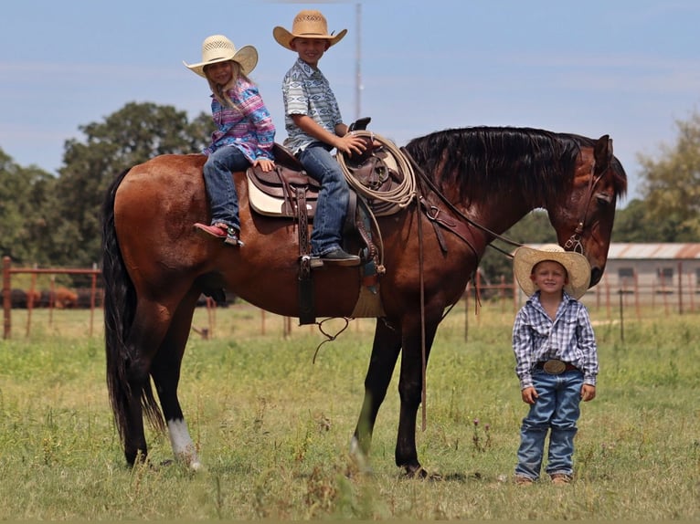 Draft Horse Mix Gelding 15 years 15,3 hh Bay in Stephenville, TX