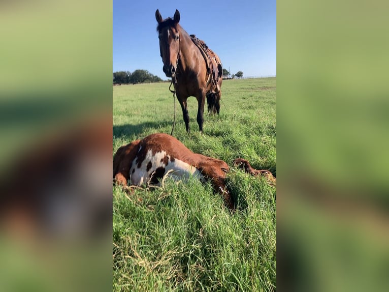 Draft Horse Mix Gelding 15 years 15,3 hh Bay in Stephenville, TX