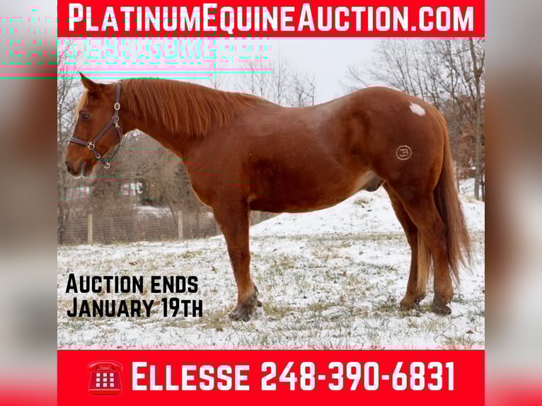 Draft Horse Gelding 15 years 16.2 hh Chestnut in Howell, MI