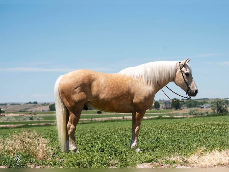 Draft Horse Gelding 15 years 16 hh Palomino in Homedale ID