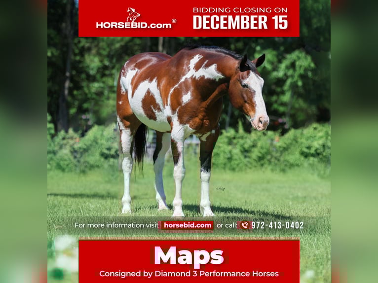 Draft Horse Mix Gelding 15 years 16 hh Pinto in Ravenna