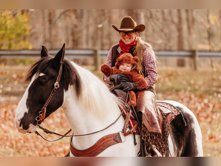 Draft Horse Mix Gelding 15 years 16 hh in Andover, OH