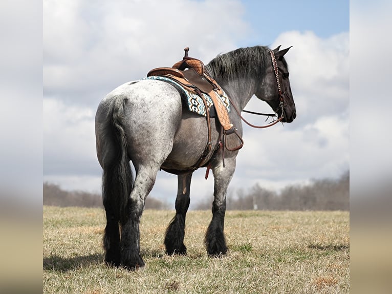 Draft Horse Gelding 15 years 16,1 hh Roan-Blue in Brodhead ky
