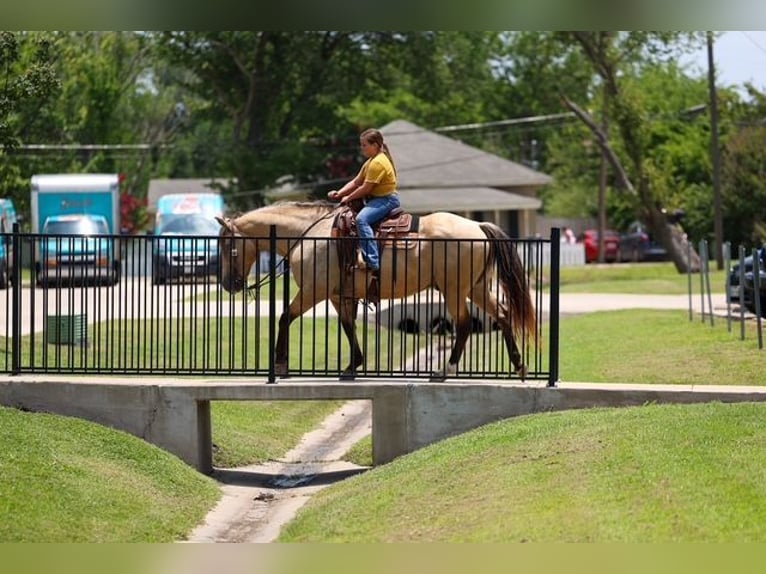 Draft Horse Mix Gelding 15 years Buckskin in Terrell