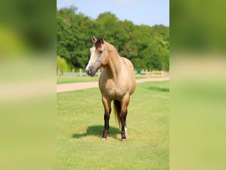 Draft Horse Mix Gelding 15 years Buckskin in Terrell