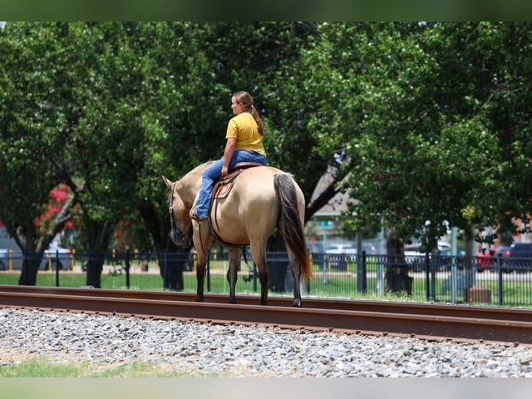 Draft Horse Mix Gelding 15 years Buckskin in Terrell