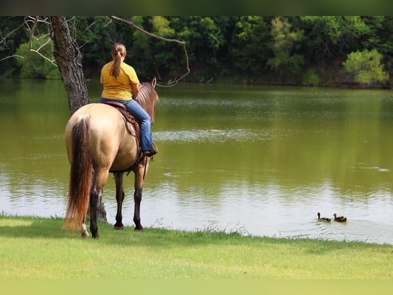Draft Horse Mix Gelding 15 years Buckskin in Terrell