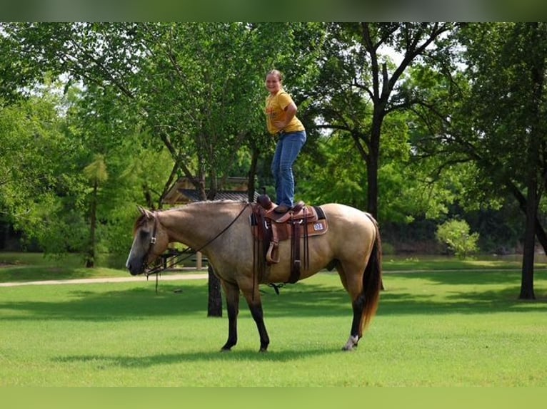 Draft Horse Mix Gelding 15 years Buckskin in Terrell