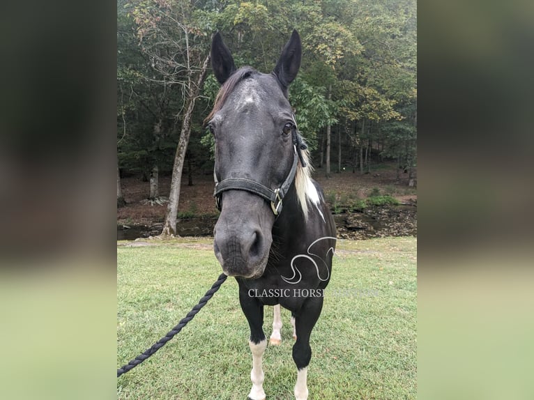 Draft Horse Gelding 16 years 14 hh Tobiano-all-colors in Kingston Springs, TN