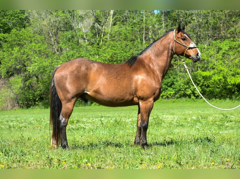 Draft Horse Gelding 16 years 15,1 hh Roan-Bay in Hillsboro Ky