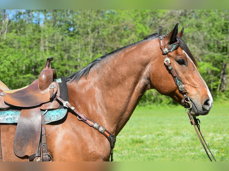 Draft Horse Gelding 16 years 15,1 hh Roan-Bay in Hillsboro Ky
