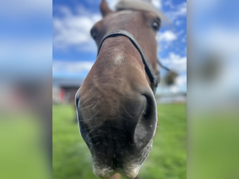 Draft Horse Gelding 16 years Chestnut-Red in Kettenis
