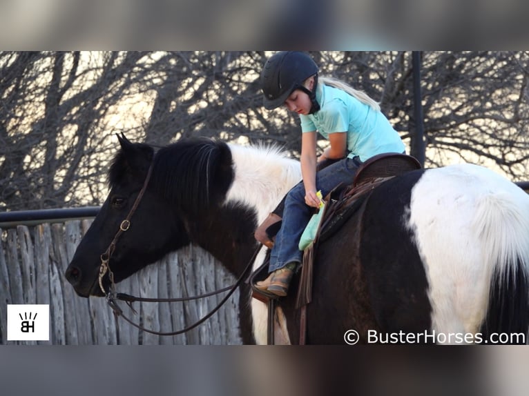 Draft Horse Gelding 17 years Tobiano-all-colors in Weatherford TX