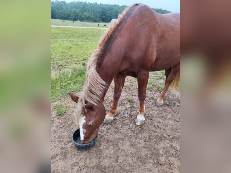 Draft Horse Mix Gelding 21 years 16 hh Chestnut-Red in Lohr am Main
