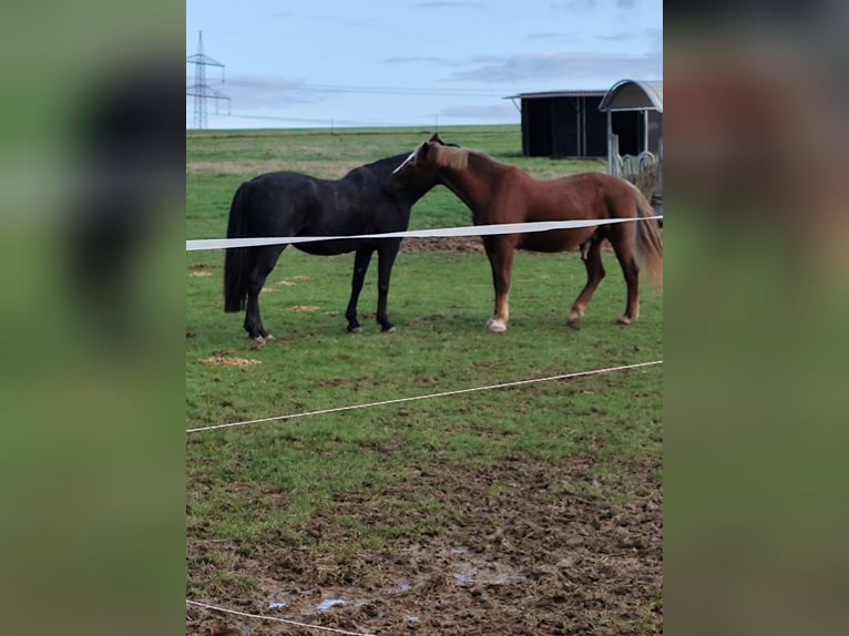 Draft Horse Mix Gelding 21 years 16 hh Chestnut-Red in Lohr am Main